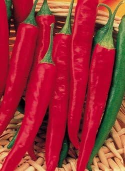 Clovers Garden Super Chili Hot Pepper Plant - Two (2) Live Plants – Non-GMO - Not Seeds – Each 4"-8" Tall in 4 Inch Pots - 40K SHU