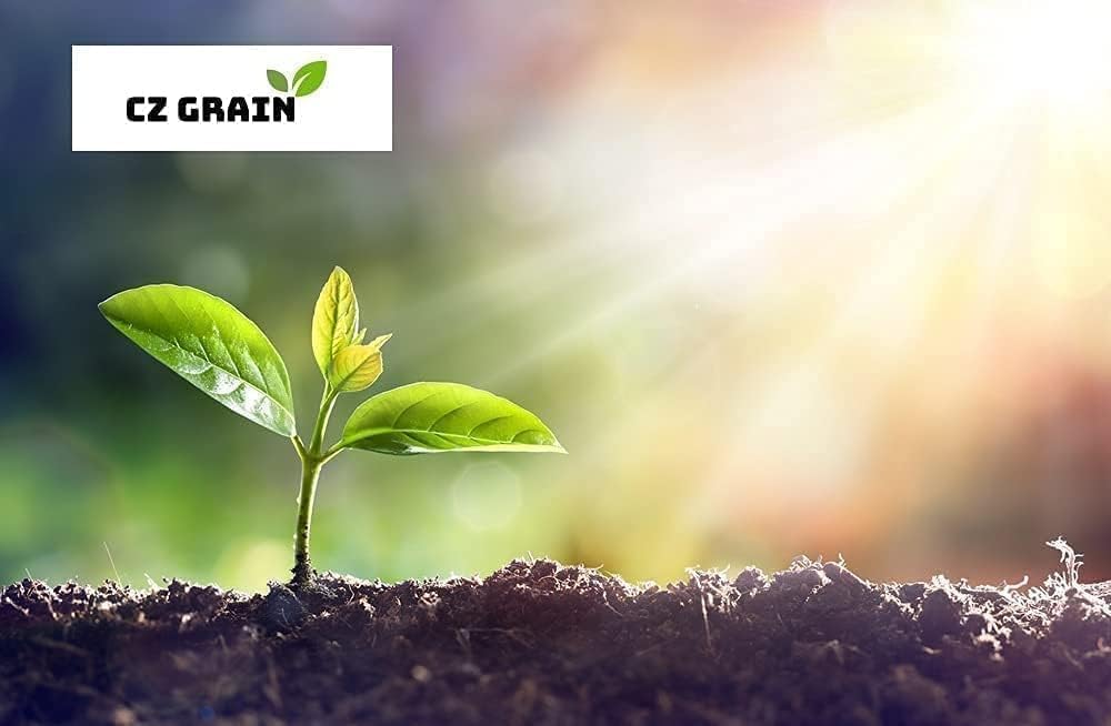 Canna Dwarf 'Tropical Sunrise' Bulb ā Soft Peach Blooms for Containers & Gardens - Bring a Touch of The Tropics to Your Garden (1 Rhizome)