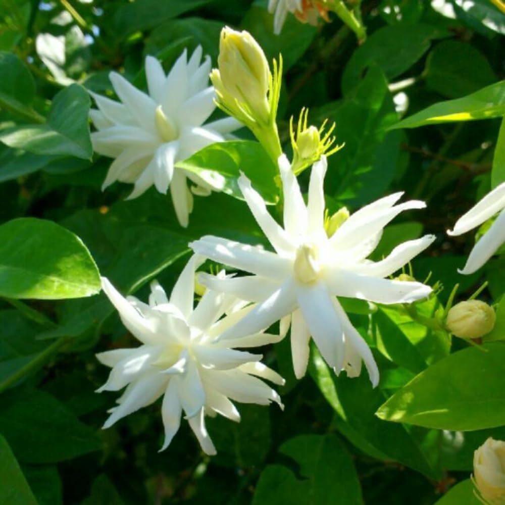 Jasmine Plants Live, Arabian Jasmine Plant Indoor, Fragrant Jasmines Flowers 4 to 7 Inch (Tropical Double)