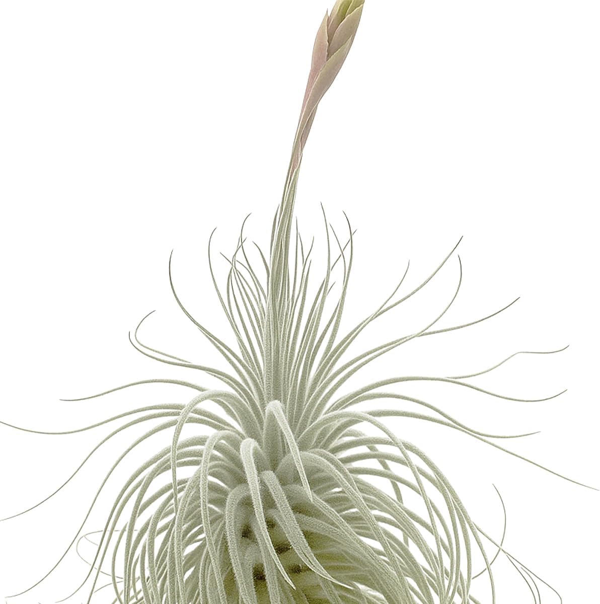 Live air Plant - Tillandsia Tectorum Air Plant 4-6" – 1ct – Unique Shape with Silvery Fuzz – Low Maintenance Houseplant – Perfect for Decor, Terrariums, Gifts - Live Arrival Guaranteed