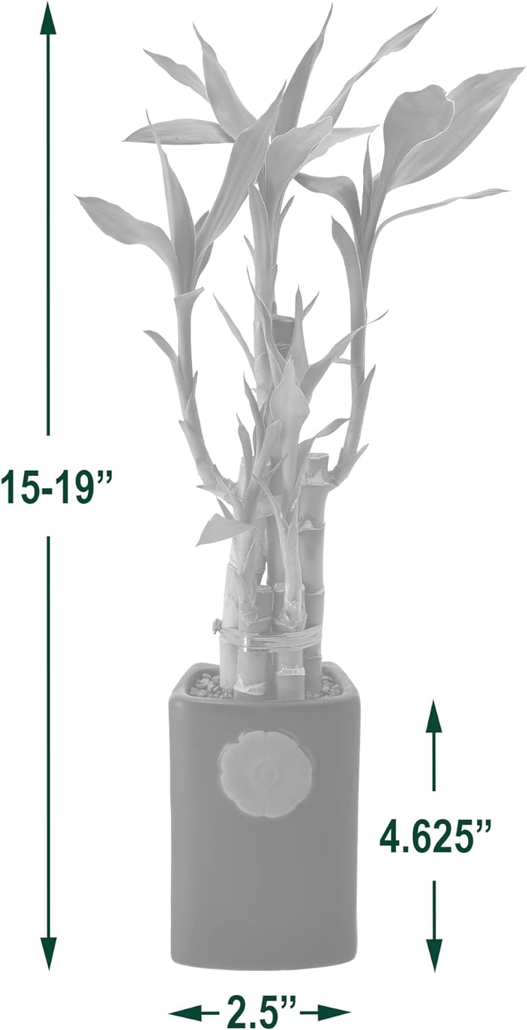 5-Stem Lucky Bamboo, Live Indoor Plant in Contour II Ceramic Planter for Home, Work, or Gift, Blue ***Cannot Ship to Hawaii***