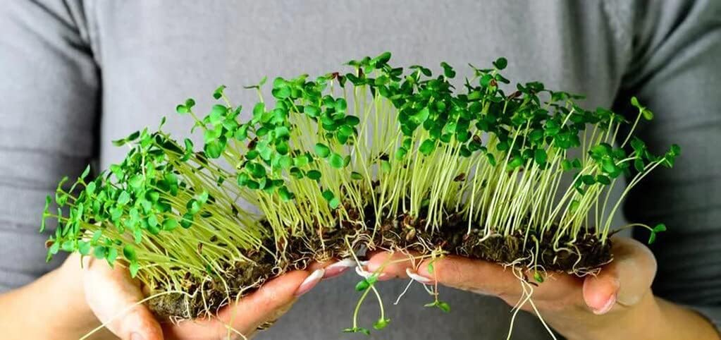 Premium Organic Microgreens Potting Mix by Gardenera - 10 Quart - The Ultimate Recipe for Nutrient-Dense Greens - (2 Bags of 5QT)
