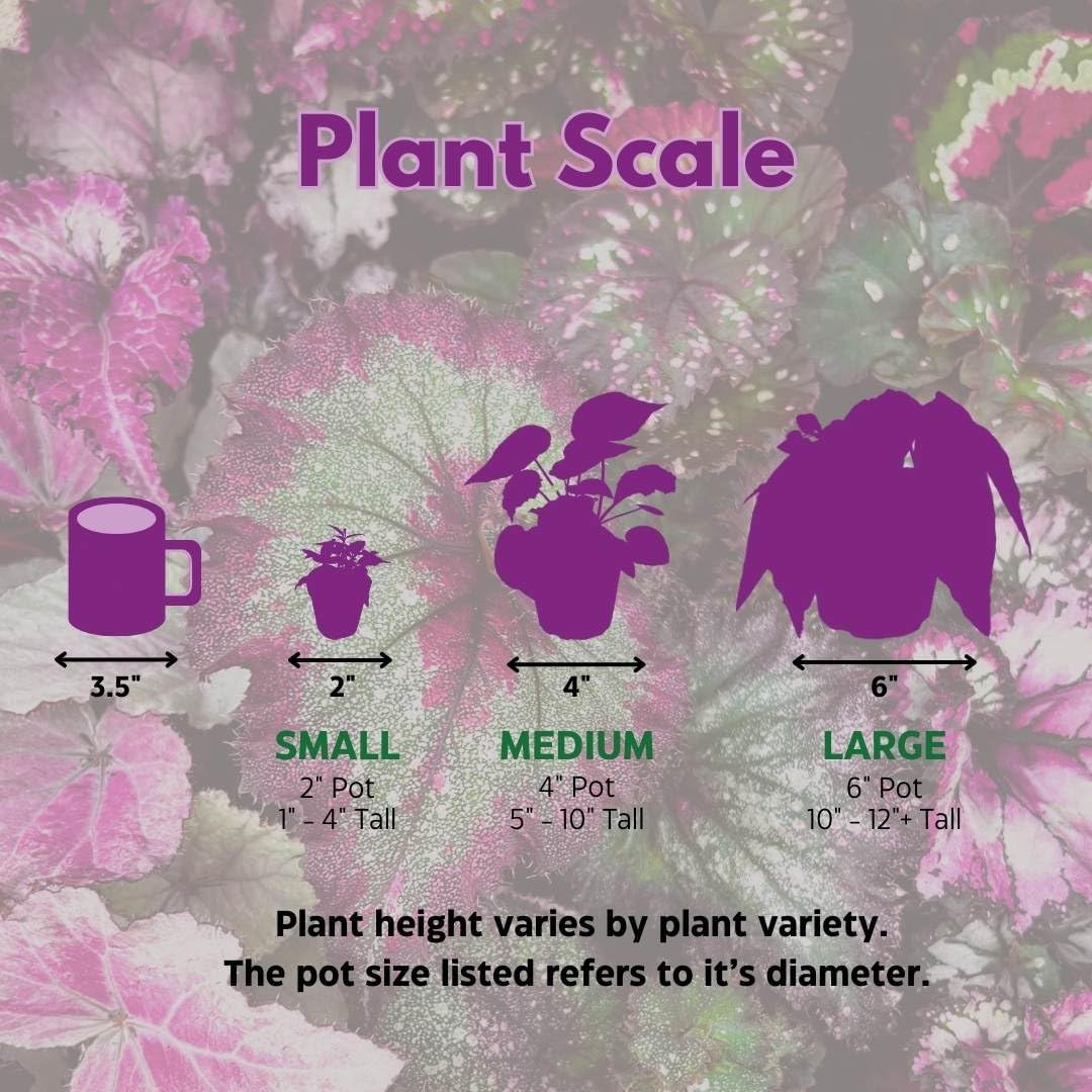Harmony's Flame Violets Colorful Episcia Grower's Choice Mix 2 inch Set of 6 Rare Variegated and Collector's Varieties