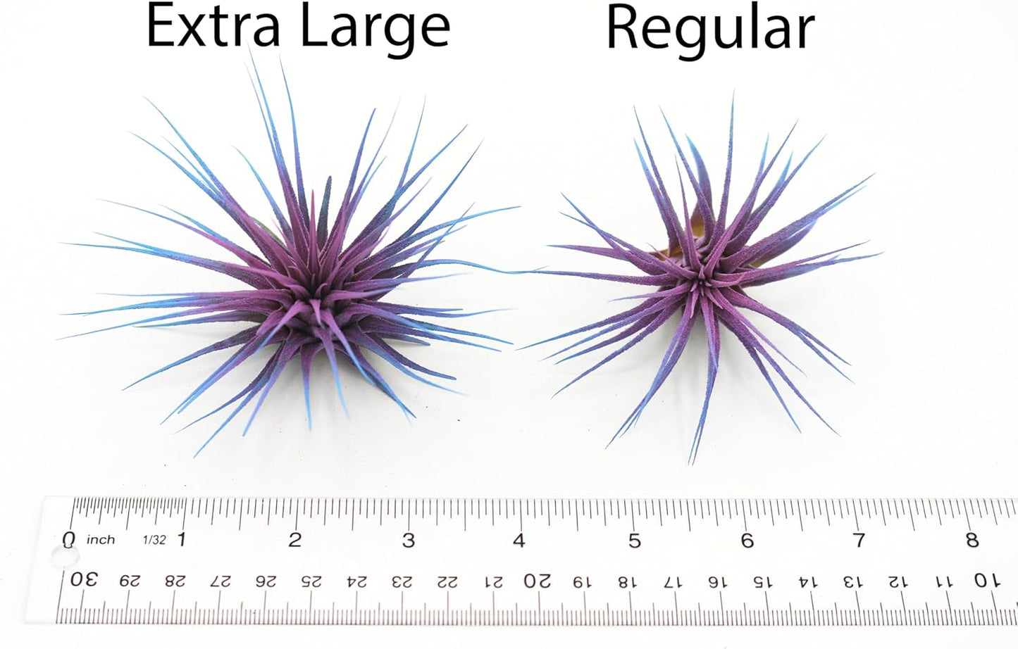 Dyed Tillandsia Ionantha Guatemala Enhanced Colored Colorful Air Plant Live Easy Care Indoor Outdoor Home Decor Gift Airplant by Awesome Industries Live Arrival Guaranteed (Yellow)