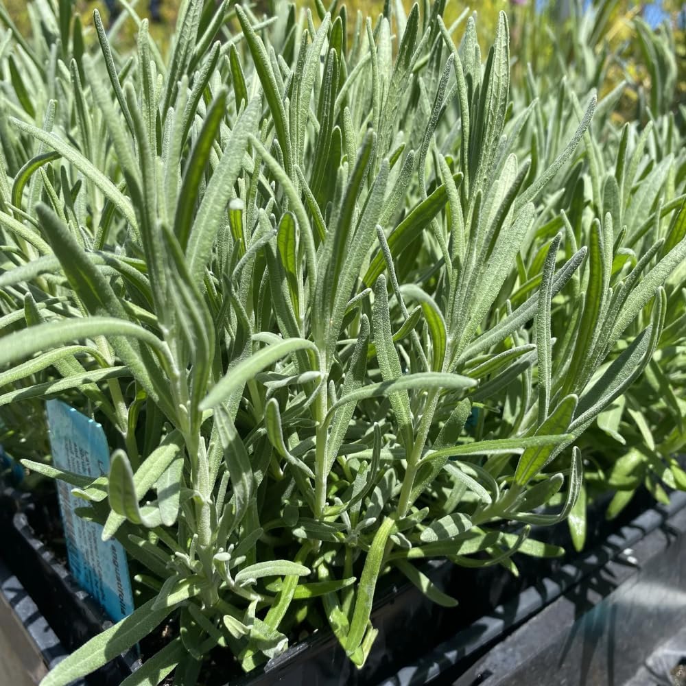 Set 2 Lavender Plants Live, Lavandula Perennial Flower Plants Indoor Outdoor, Well Rooted Plugs 3 to 5 Inch Tall to Grow (Blue Lavender)