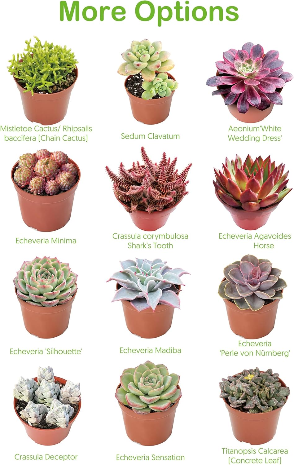 Live Succulents 'Turtle Vine' (4-inch), Succulent Plants Fully Rooted in Pots with Soil, Easy-Care House Plant for DIY, Home Office Decor, Wedding Party Favor