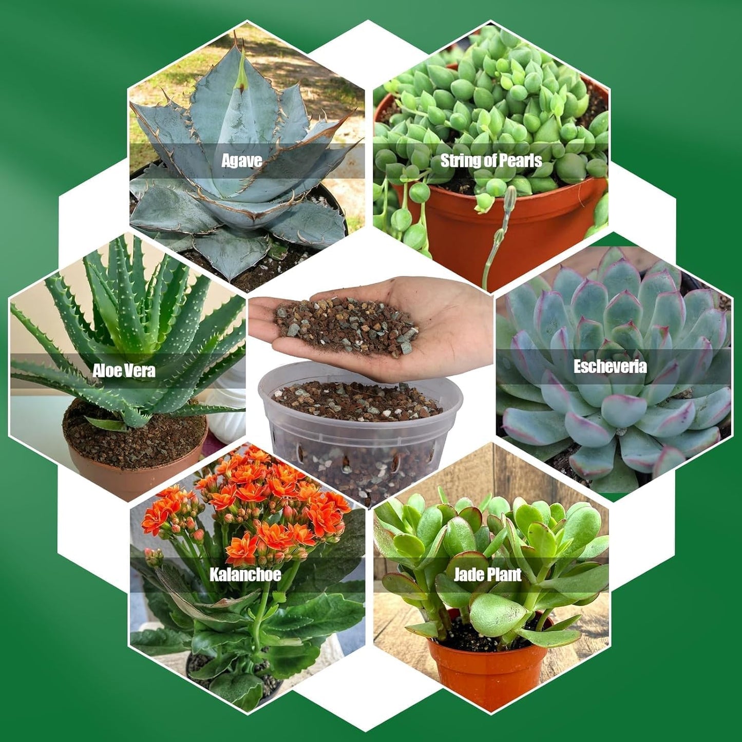 Succulent & Cactus Soil Potting Mix 1qt, Natural Organic Potting Mix for Cactus, Succulent, Palm, and Citrus Grown in Containers Indoors and Outdoors