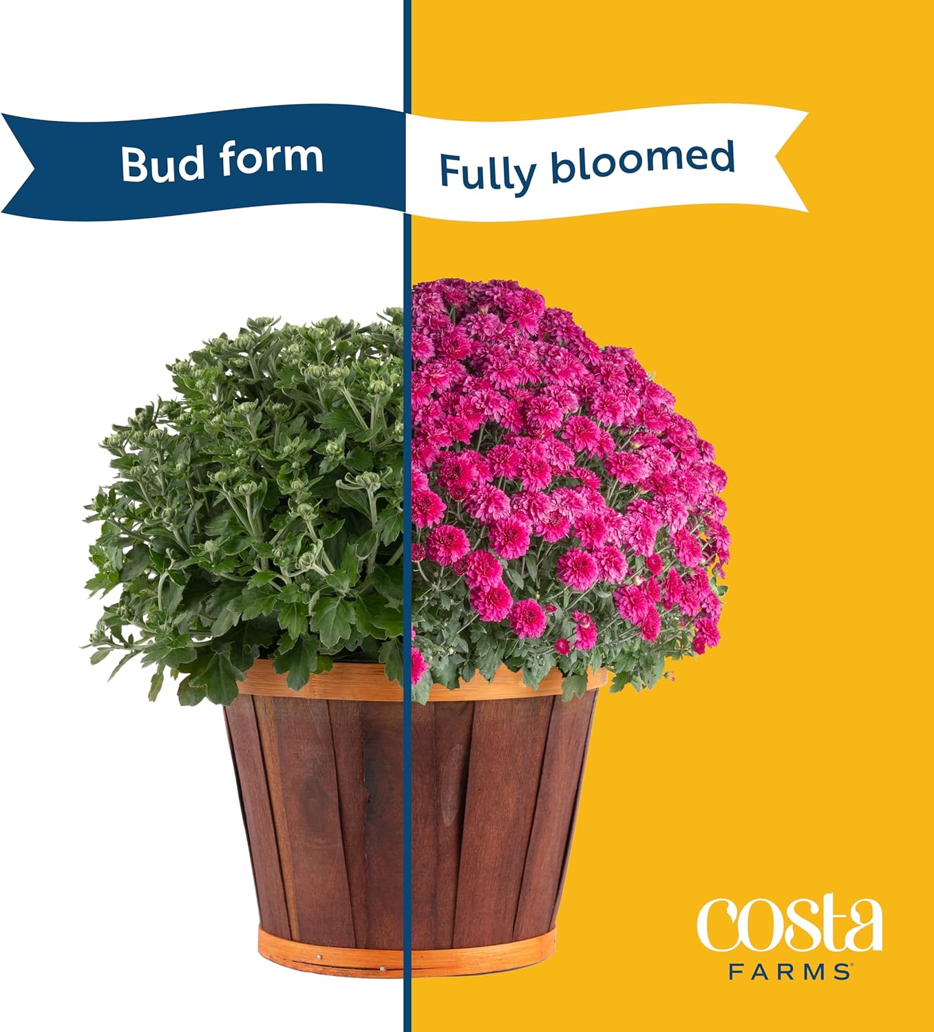 Costa Farms Live Plants – Fall Mums 2-Pack (Yellow) in Plant Pots | 3 Qt. Seasonal Houseplants & Outdoor Flowers for Porch, Patio, or Garden | Ships in Bud Form for Longer Bloom