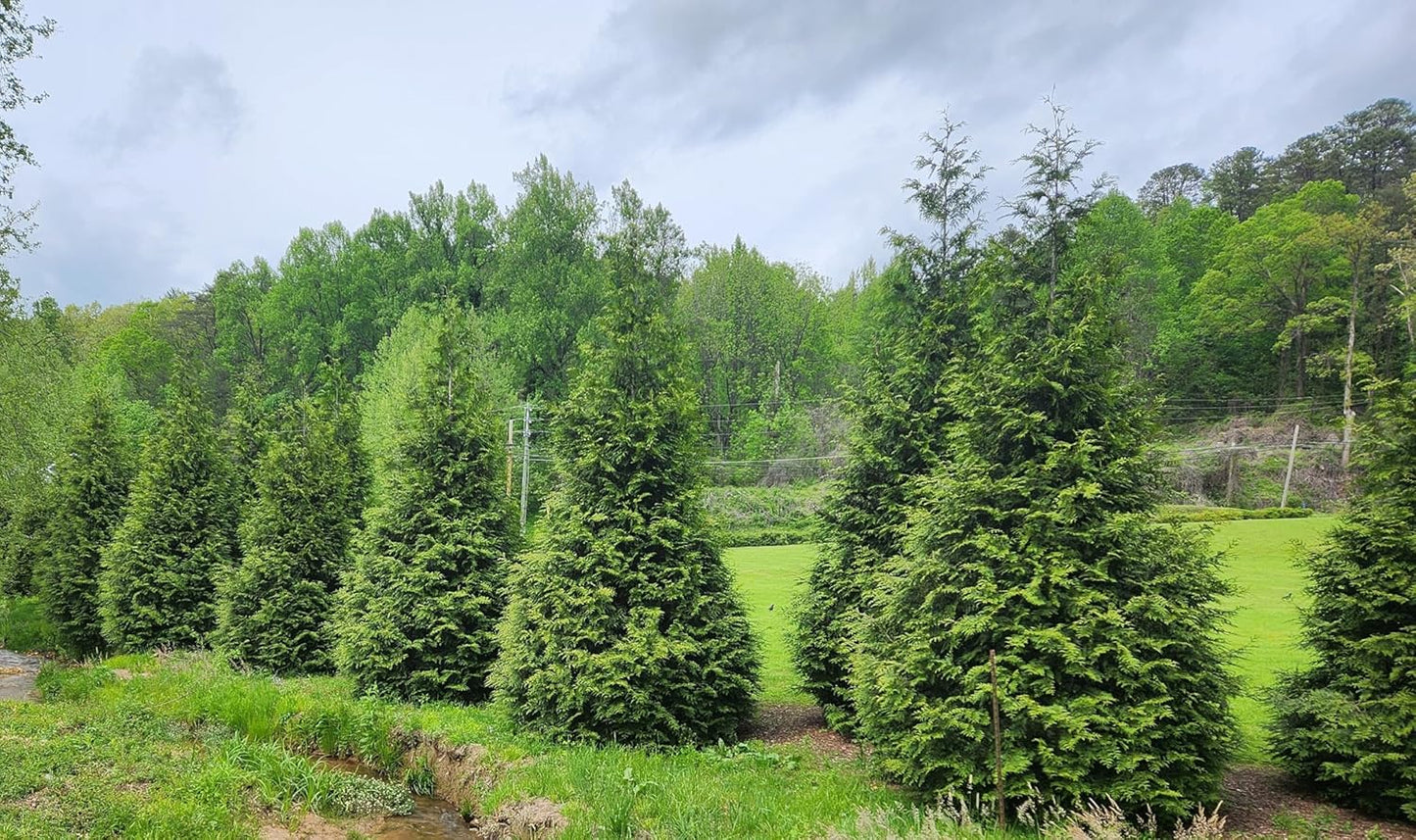 Thuja Green Giant Arborvitae Lot of 4, 3 Inch Pot