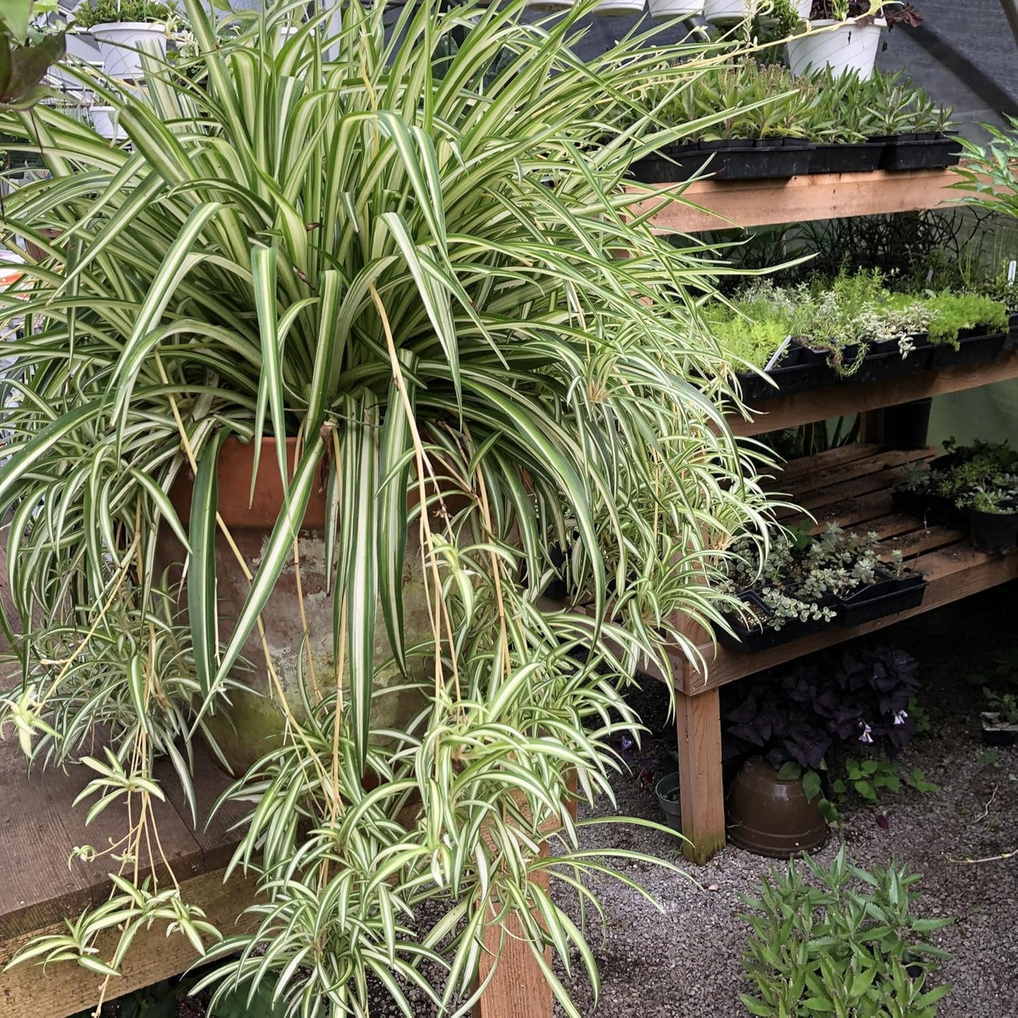 Smoke Camp Crafts - Organic -Spider Plant Trio