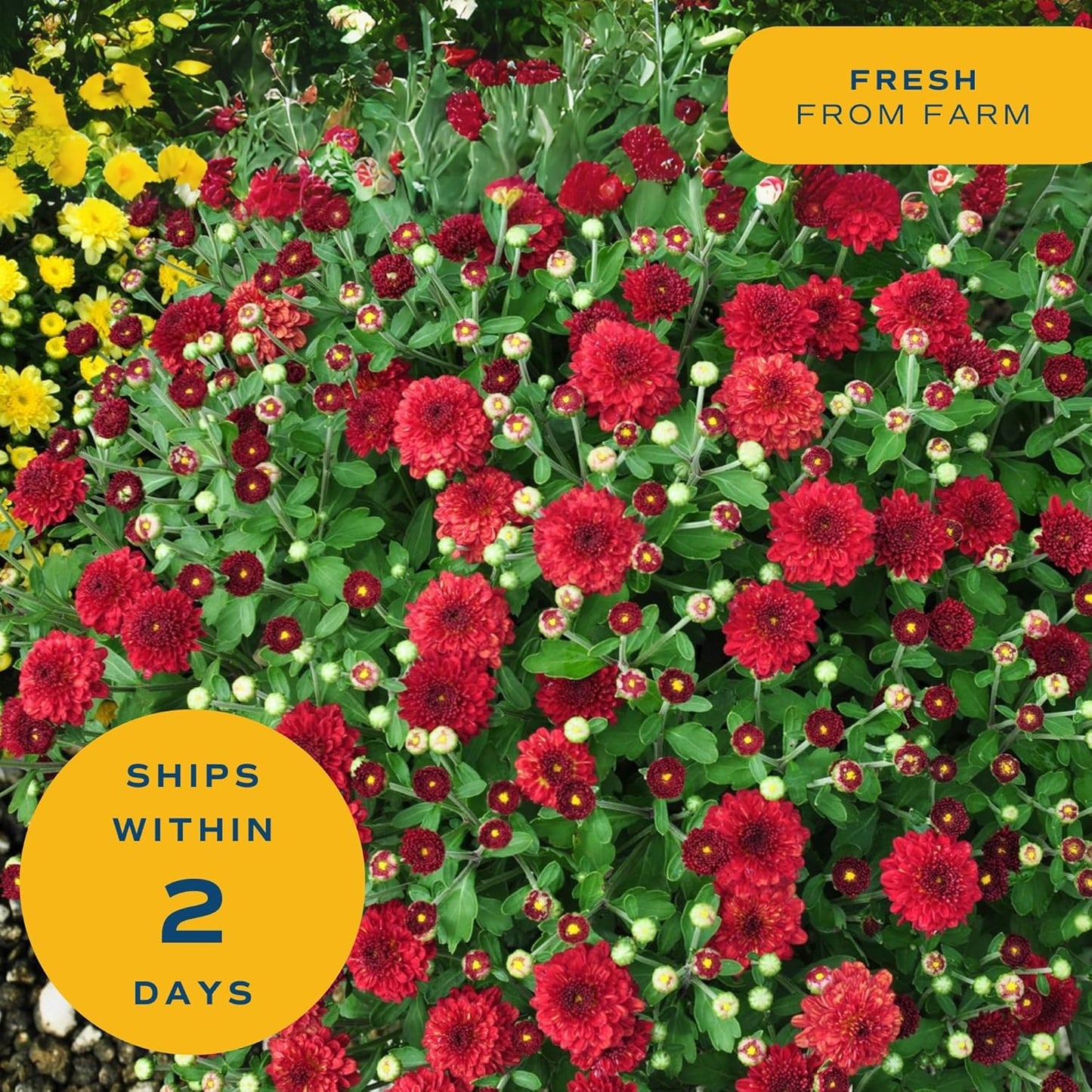 Costa Farms Chrysanthemum, Mums Ships in Bud Form, Bloom Porch and Patio Ready Bushel Basket, 3-QT, Orange