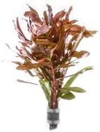 Live Aquarium Stem Plants - Freshwater Aquatic Plant for Fish Tanks, Aquascaping - (Hydrocotyle Leucocephala Variegated, Pot)