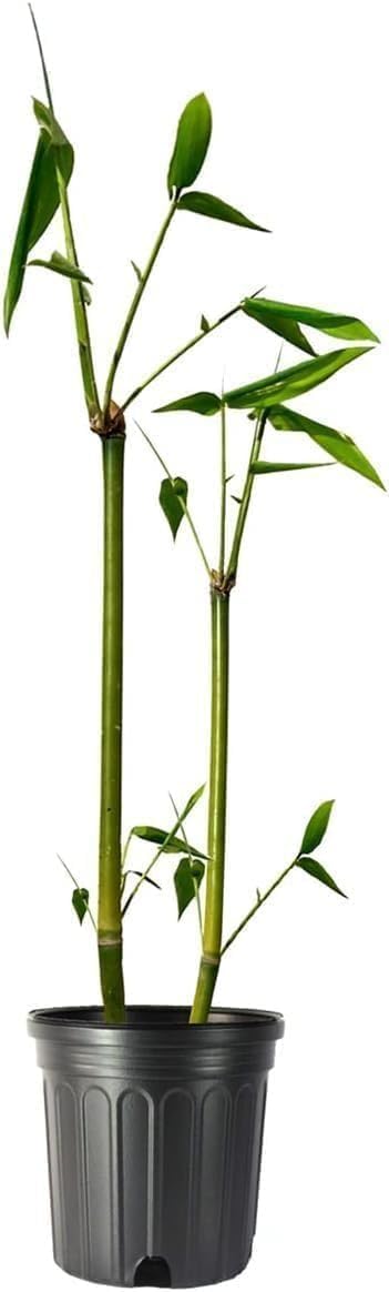 Oldhamii Bamboo | 3 Live Plants | Bambusa Oldhamii | Privacy Screen Bamboo | Fast-Growing Garden Foliage | Tall Decorative Landscape Specimen