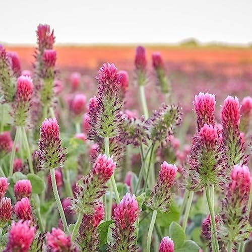 Clover Trio Seed Blend – Premium 5 Lb Bulk ~896,000 Seeds – Red, White & Crimson Clover – Cover Crop & Soil Enrichment Mix