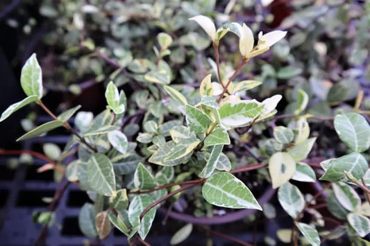 Jasmine Asiatic Variegated Plants | 15 Live 4 Inch Pots | Trachelospermum Asiaticum 'Variegata' | Fragrant Ground Cover | Evergreen Vine