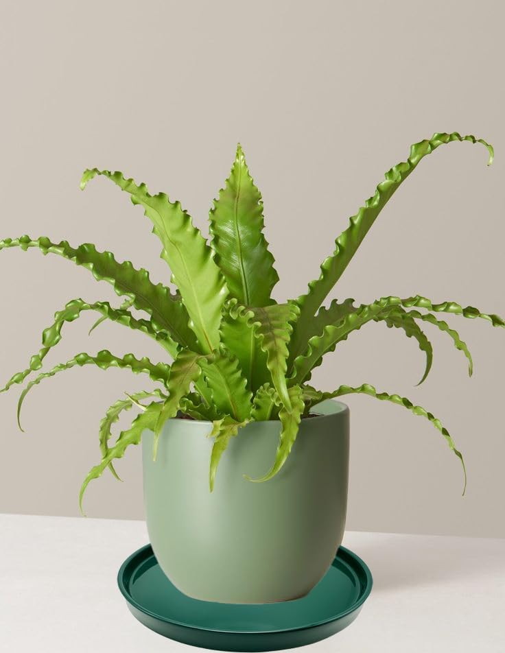 2 Pack Ceramic Plant Saucer Pot Tray 6 Inch, Planter Saucers 4 5 6 7 8 9 10 11 12 13 Inch for Indoors Outdoor, Durable Sturdy Flower Drainage drip Water Tray for Glazed Pots Base (6.4 Inch-Green)