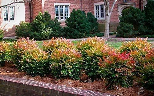 Heavenly Bamboo - Nandina Domestica - 2 Live Gallon Size Plants - Beautiful & Colorful Low Maintenance Foliage