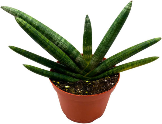 BubbleBlooms Sansevieria Boncel Starfish 6 inch Rare Snake Plant