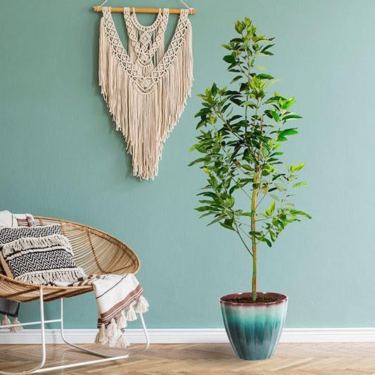 Brighter Blooms - Cold Hardy Avocado Tree, 2-3 ft. - No Shipping to AK, AZ, HI, OR