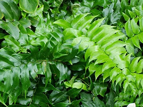 Japanese Holly Fern - 3 Live Plants - Cyrtomium Falcatum Rochfordianum