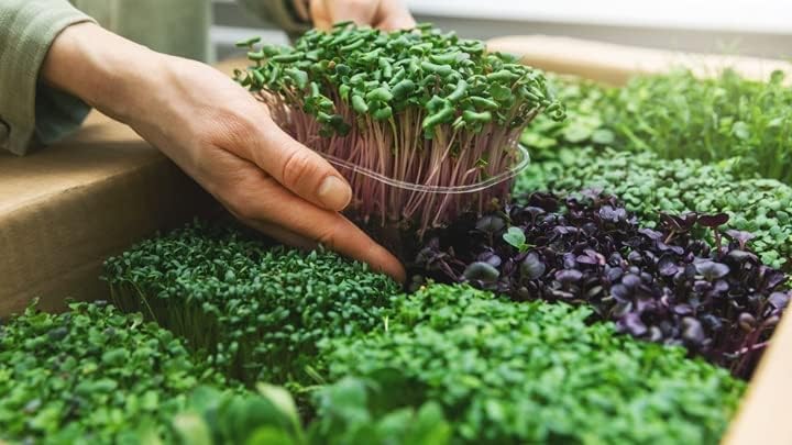 Organic Microgreens Potting Mix: Hand-Mixed with Care Using Top-Grade Canadian Peat Moss, Cococoir, Perlite, Warm Castings, and Lime - 1 Quart