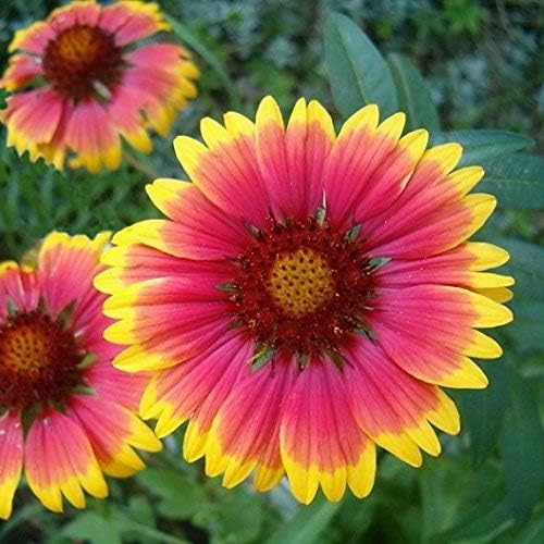 Non GMO Bulk Annual Gaillardia Blanket Flower Seed -Gaillardia pulchella (5 Lbs)