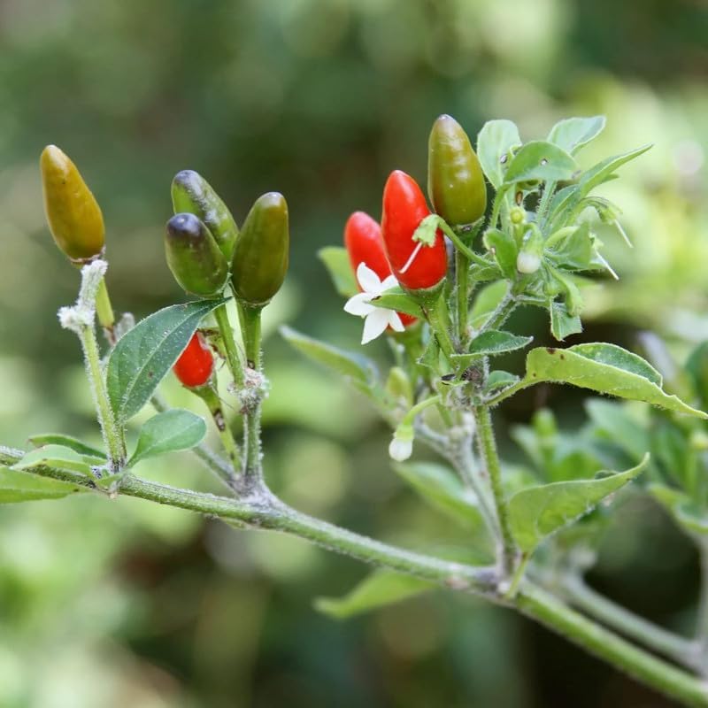 Pequin Pepper Plant, 4 Inch Pot, 6-10 Inch Pepper Plants Live for Planting Outdoor