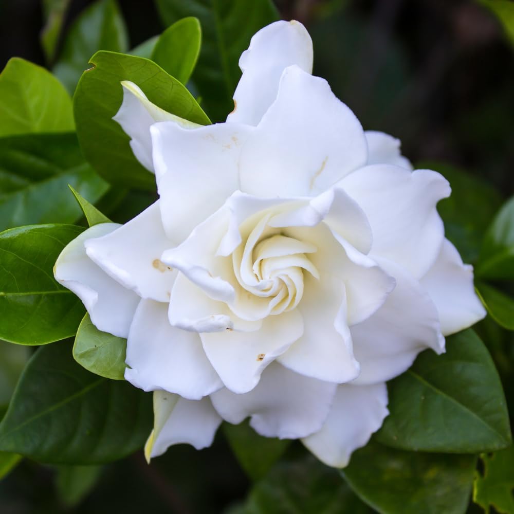 Frostproof Cape Jasmine Plants Live, Arabian Jasmine Plant Indoor, Fragrant Jasmines Flowers 4 to 7 Inch