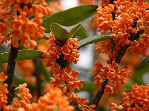 Orange Fragrant Tea Olive - Live Plants - (1 QT)