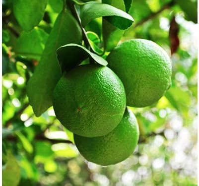 Sympathy Persian Lime Gift Tree, Lime Tree, Easy to Grow, Indoor/Outdoor, Live Plant, Lasting Sympathy Gift, by The Magnolia Company, Can't Ship to CA, AL, AZ, LA, TX