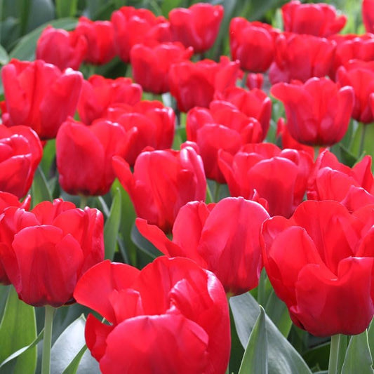 Red Tulips Darwin Hybrids (25 Bulbs) - Red Van Eijk Tulip Bulbs - Perennial Bulbs by Willard & May