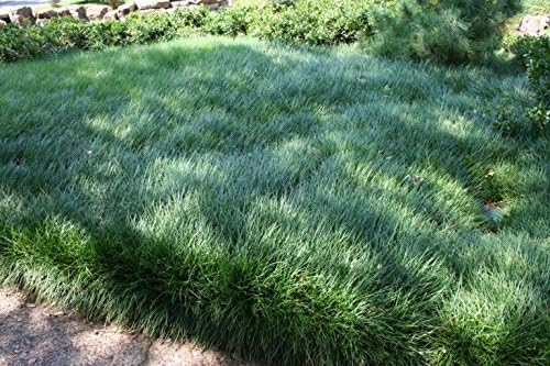 Mondo Grass - 3 Live Plants - Ophiopogon Japonicus - Live Evergreen Groundcover Plants - Shade Loving