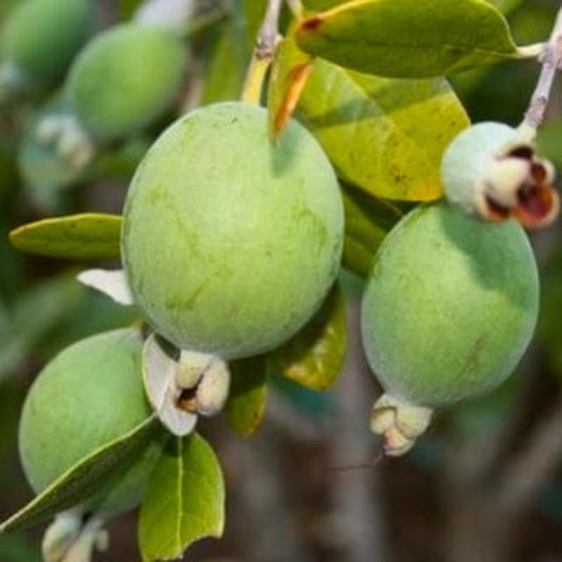 Pineapple Guava Plant Tree Live, Fragrant Guava Tree Plant for Growing, Very Well Rooted, 5 to 10 Inc Tall