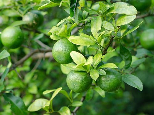 Birthday Live Persian Lime Tree Gift, Dwarf Citrus Tree, Easy to Grow, Indoor/Outdoor, Unique Birthday Present, by The Magnolia Company, Can't Ship to CA, AL, AZ, LA, TX