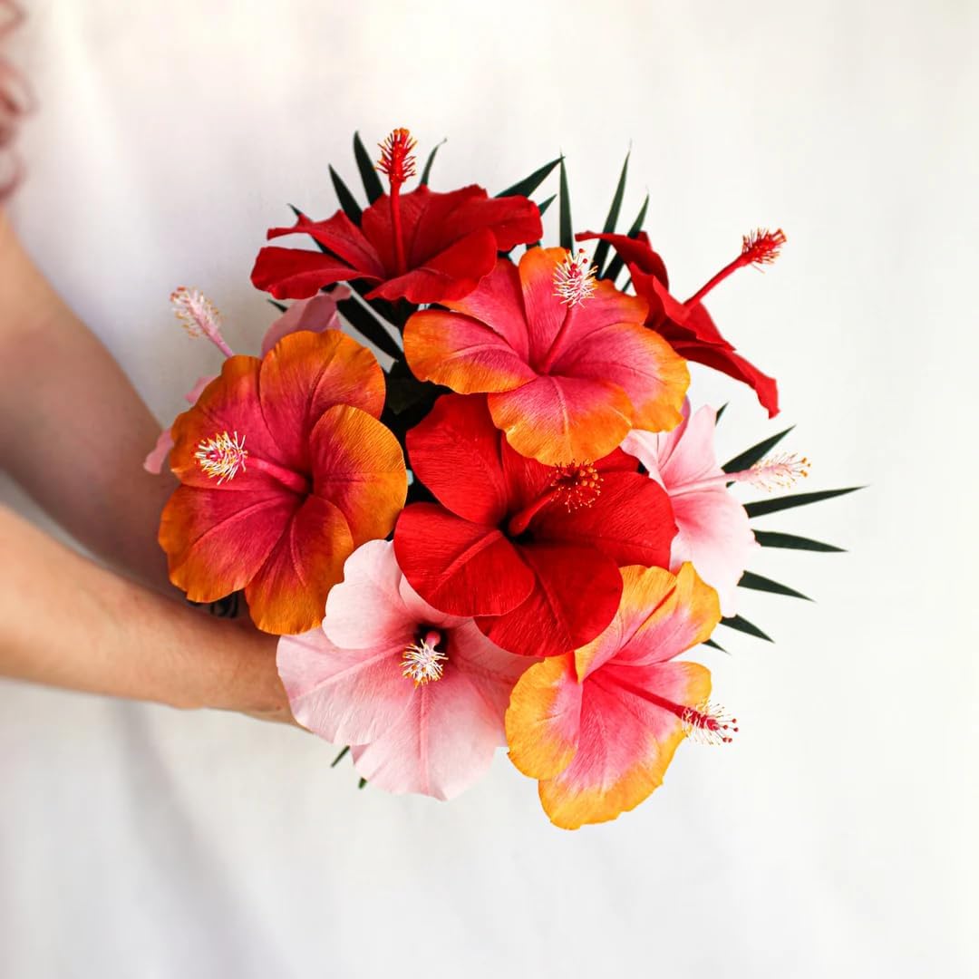 Pink Hibiscus. rosa-sinensis. Live Plant - Tropical Blooming Hibiscus, Pretty Flowers, Used in Tea and Juice (2 Pink Hibiscus Cups)