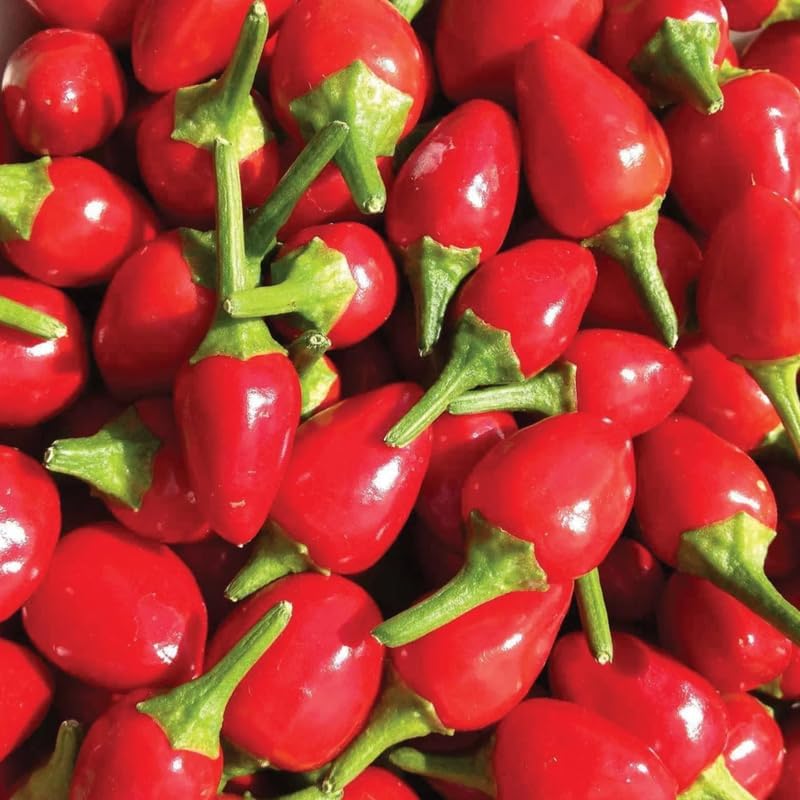 Pack 4 Pepper Plants Live, 80 Days Old Live Pepper Green for Growing, Chili Peppers for Planting, 5 to 9 Inc Tall (Chiltepin)