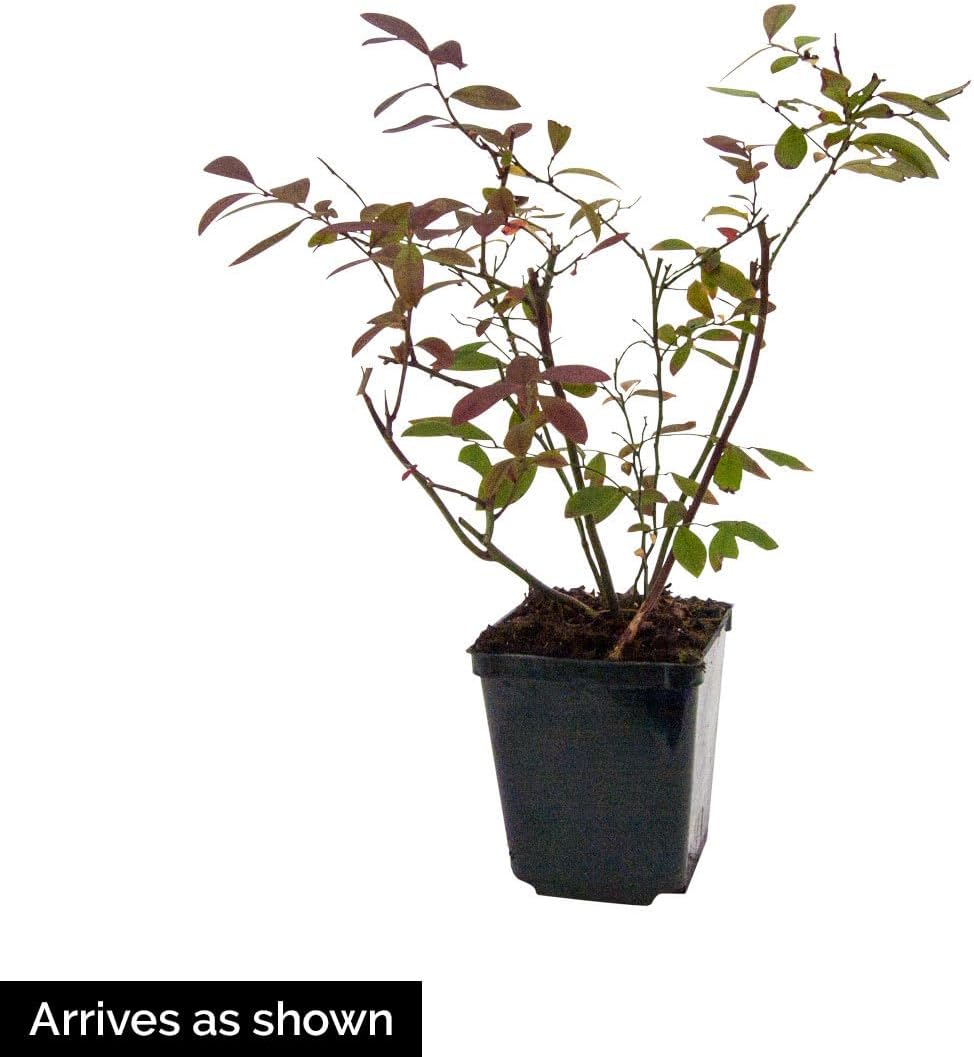 GURNEY'S - Tophat Dwarf Patio Blueberry Bush, Fruit Bearing Starter Plant, Grown in a 4 inch Pot - Due to restrictions Can't Ship to: CA, GA, MI, OR, or WA