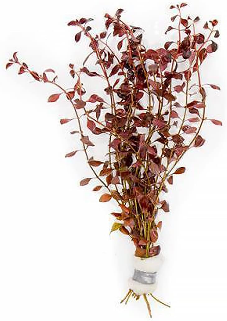 Mini Bolbitis Baby Leaf - Live Aquarium Plant for Fish Tank Decorations (1 Pot)