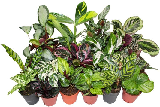 Calathea Assorted 4" pots: Grower's Pick, Indoor Plants, Easy Care Houseplant, Starter Plant,Live Indoor, Easy to Grow - Beginner Plant by Coollectiveplants (6 Pack)