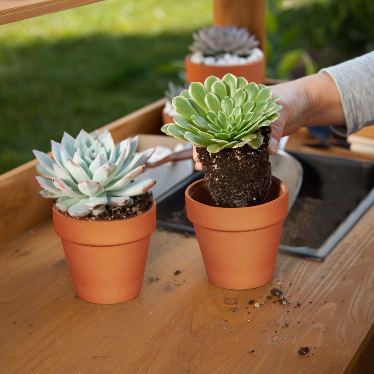 3 inch Plant Nursery pots Number of Items in a 20 Pack, with Drain, Succulent Seedling Planter, use with Indoor, windowsill, Terra Cotta red Flower pots Wedding Decoration Best Gift for Aunts