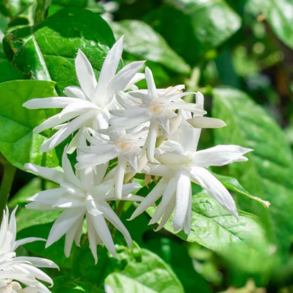 Jasmine Plants Live, Arabian Jasmine Plant Indoor, Fragrant Jasmines Flowers 4 to 7 Inch (Tropical Double)