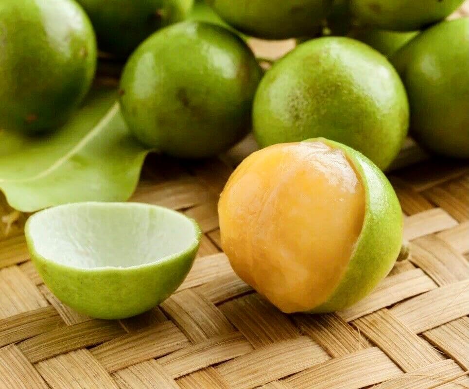 Spanish Lime (Melicoccus bijugatu) Tropical Fruit Tree 12"