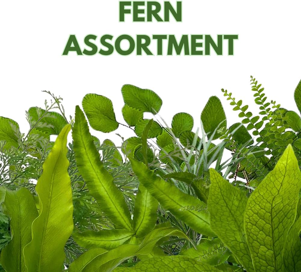 BubbleBlooms Fern Variety Assortment, 6 Different Ferns in 2 inch pots Tiny Mini Pixie Plants