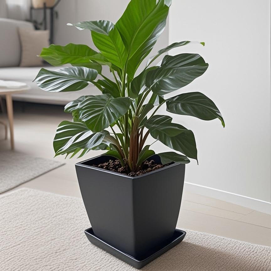 Square Plant Saucer 12 Inch 1 Pack，Plant Trays for Pots, Black Ceramic Plant Saucers for Indoors Outdoors, Plant Drip Tray 4 6 8 10 12 14 Inch