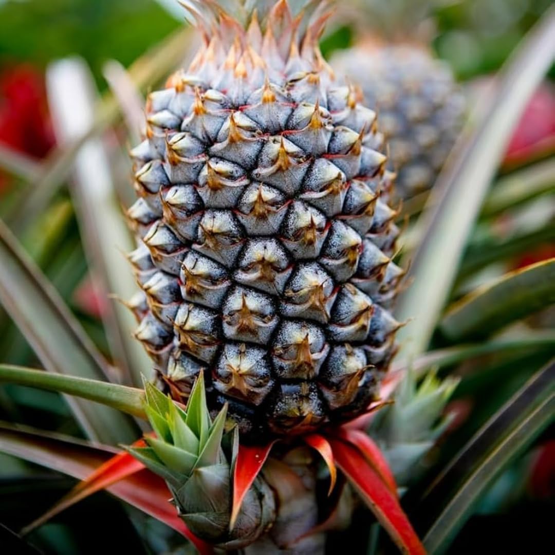 Pineapple Plant Live, White Jade Pineapple Tree Shrub Bush, Starter Plant 4-7 Inches Tall, Outdoor Growing, No Pot, Sweet Flavor