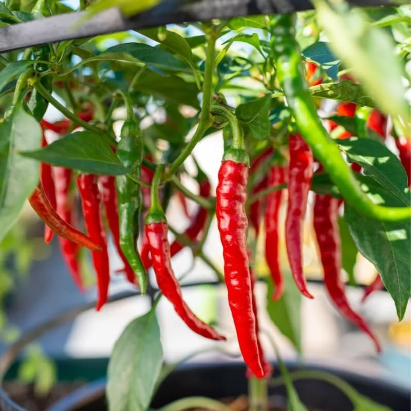 Set 4 Super Hot Peppers Live Plants, 90 Days Old Hot Pepper Chili Plant for Spring Planting, Assorted Color (Super Hot)