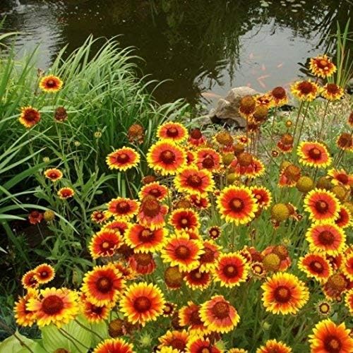 Non GMO Bulk Annual Gaillardia Blanket Flower Seed -Gaillardia pulchella (25 Lbs)