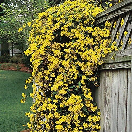 Carolina Jasmine | 50 Live Plants | Gelsemium Sempervirens | Fragrant Yellow Blooms, Evergreen Vine, Low Maintenance, Fast Growing, Climbing, Attracts Pollinators, Garden Trellis
