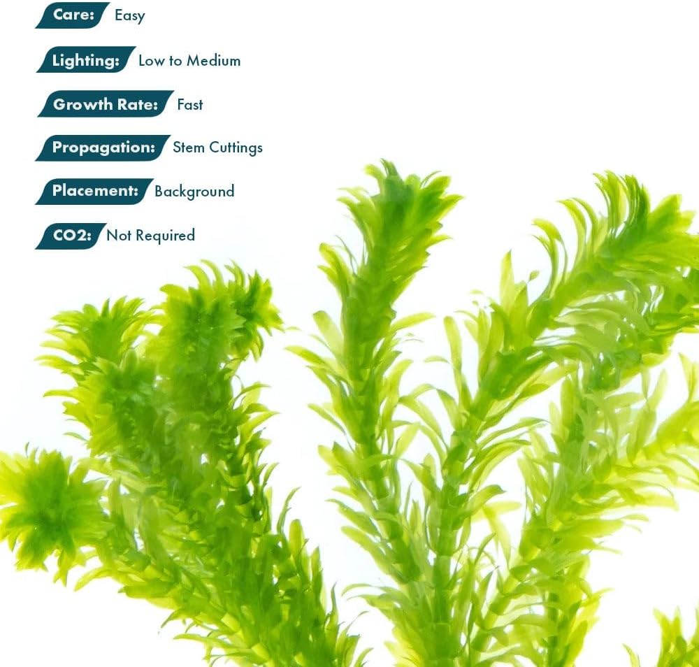 Live Plant - Anacharis (Egeria densa) - Easy Care, Low to Medium Light, Bright Green Accent, Freshwater Aquatic Plant for Aquascaping - Lead Bunch
