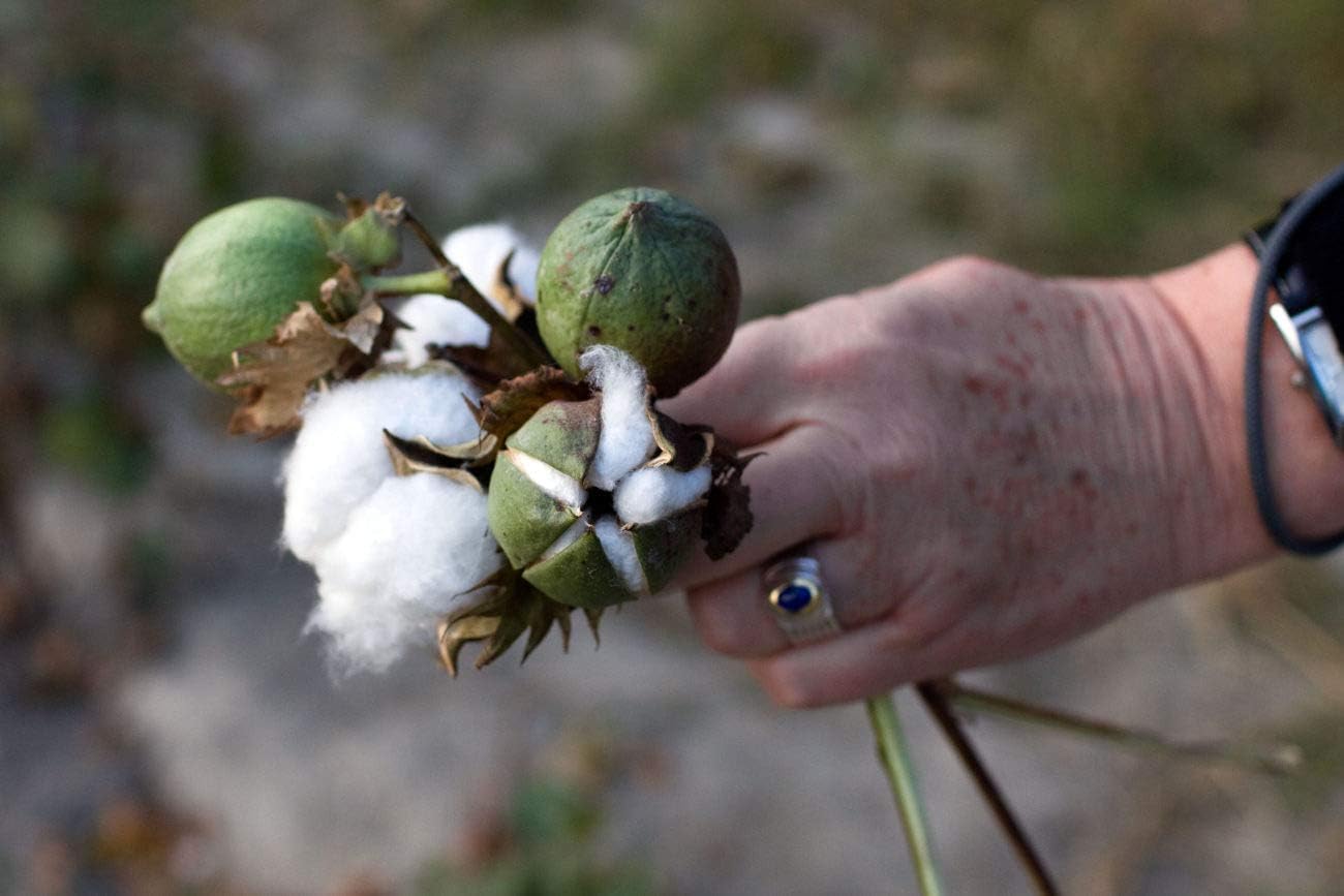 KVITER 25 White Cotton Seeds for Planting (Gossypium hirsutum) – Real Cotton Plant, Cottons Seeds for Growing, Heirloom & Non-GMO Cotton's Plant Seeds for Gardeners – Perfect for Ornamental or Fiber